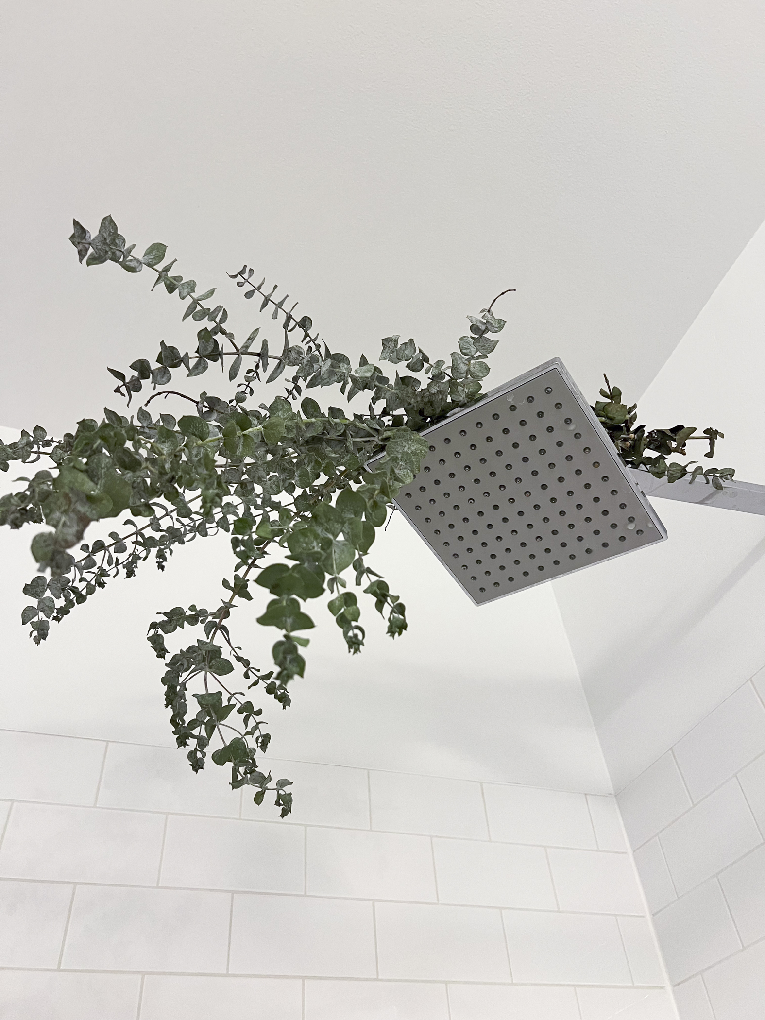 The Healing Benefits of an Aromatic Eucalyptus Shower - Be Well