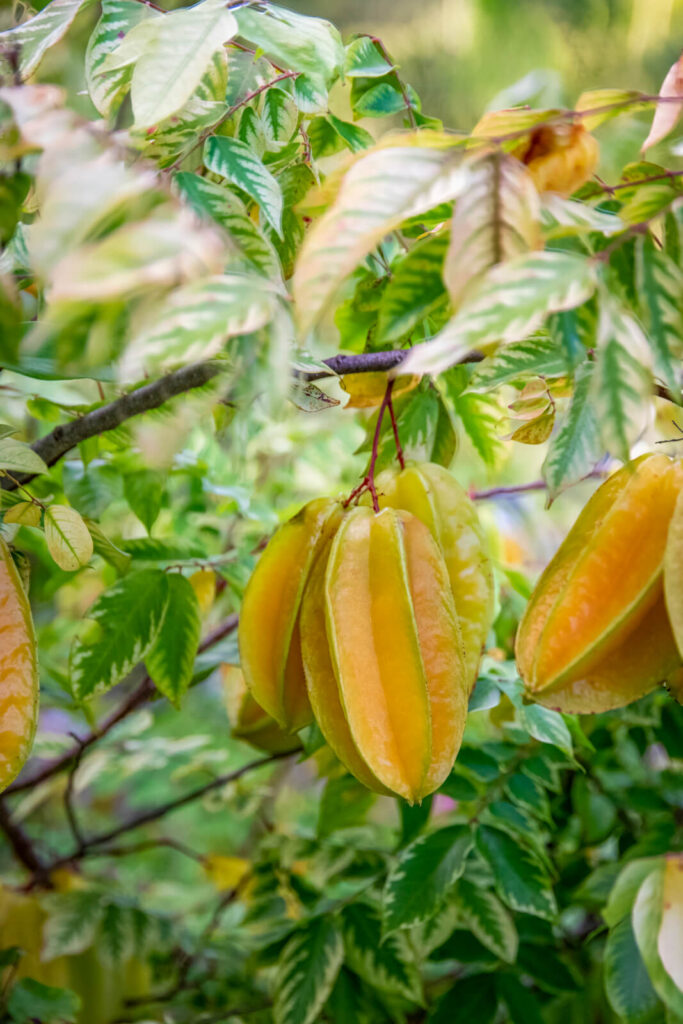 Starfruit hanging from a tree branch