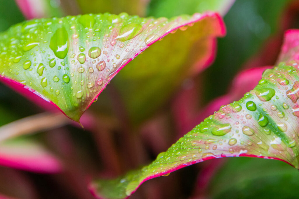 Close up of a green and pink plant with droplets of morning dew